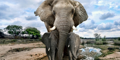 Может не слон умный, а человек не очень?